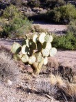 Opuntia chlorotica, Kingman, AZ