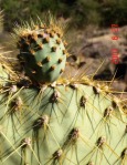 Opuntia chlorotica, Kingman, AZ