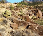 Opuntia chlorotica, Kingman, AZ