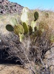 Opuntia chlorotica, Kingman, AZ