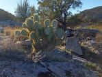 Opuntia chlorotica, Ribbenwood, CA, Chris Ginkel