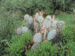 Opuntia chlorotica chloritica blend with var santa-rita