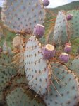 Opuntia chlorotica chloritica blend with var santa-rita