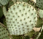 Opuntia chlorotica, nearly spineless