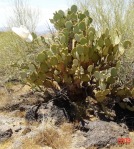 Opuntia chlorotica