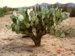 Opuntia chlorotica, nearly spineless