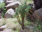 Opuntia chlorotica, NM Russ Kleinman