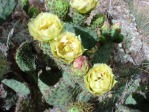 Opuntia chlorotica, NM Russ Kleinman