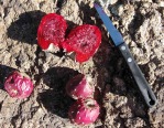 Opuntia chlorotica, NM Russ Kleinman