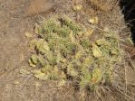 Opuntia columbiana after long summer drought, Jay Akerly