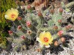 Opuntia columbiana, Beech Street Gardens