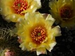 Opuntia columbiana, Beech Street Gardens