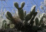 Opuntia columbiana, Paul Schlicter