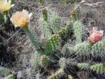 Opuntia columbiana, Burke Herbarium, Richard Old