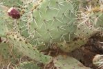 Opuntia confusa, Congress, AZ