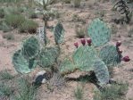 Opuntia confusa, AZ