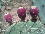 Opuntia confusa with fruit, AZ