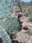 Opuntia confusa with fruit, AZ