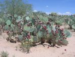 Opuntia confusa with fruit, AZ