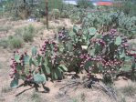 Opuntia confusa with fruit, AZ