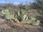 Opuntia confusa, southeastern, Tucson, AZ