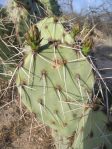 Opuntia confusa, southeastern, Tucson, AZ