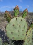 Opuntia confusa, southeastern, Tucson, AZ