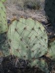 Opuntia confusa, southeastern, Tucson, AZ