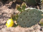 Opuntia confusa, Desert Botanical Garden, Phoenix, AZ