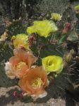 Opuntia confusa, Catalina Rd, Tucson, AZ