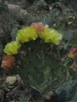 Opuntia confusa, Catalina Rd, Tucson, AZ