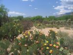 Opuntia confusa, Catalina Rd, Tucson, AZ