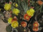 Opuntia confusa, Catalina Rd, Tucson, AZ