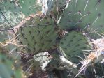 Opuntia confusa, garden plant