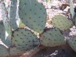 Opuntia confusa, garden plant