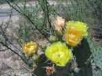 Opuntia confusa, garden plant