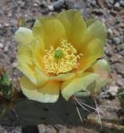 Opuntia confusa, garden plant, AZ