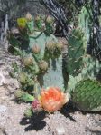 Opuntia confusa, Tucson, AZ