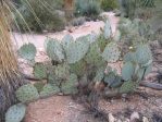 Opuntia confusa, Tonono Chul, Tucson, AZ