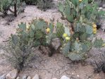 Opuntia confusa, Tohono Chul Park, Tucson, AZ