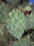 Opuntia confusa, garden plant