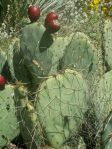 Opuntia confusa, Tortugas Mts clone, Rio Grande Botanic Garden, Albuquerque, NM