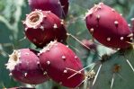 Opuntia confusa, Tucson, AZ, Ken Bosma