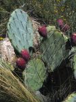 Opuntia confusa, garden plant