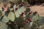 Opuntia confusa, Tucson Mt Park, AZ, Jessie Byrd