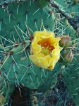 Opuntia confusa, flower