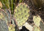 Opuntia confusa, winter, Rio Grande Botanic Garden, Albuquerque, NM