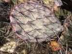 Opuntia confusa, winter, Rio Grande Botanic Garden, Albuquerque, NM