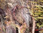 Opuntia confusa, winter, Rio Grande Botanic Garden, Albuquerque, NM