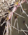 Opuntia confusa, winter color